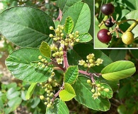 Frangula betulifolia