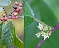 Frangula caroliniana