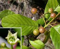 Frangula purshiana