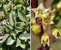 Frangula rubra