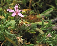 Frankenia salina