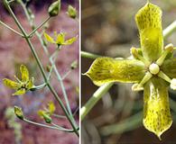 Frasera paniculata