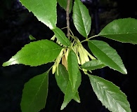 Fraxinus berlandieriana