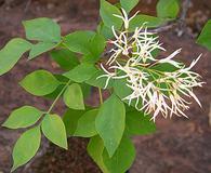 Fraxinus cuspidata