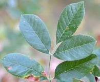 Fraxinus latifolia