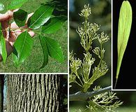 Fraxinus pennsylvanica