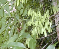 Fraxinus uhdei