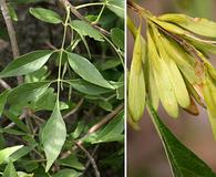 Fraxinus velutina