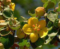 Fremontodendron californicum