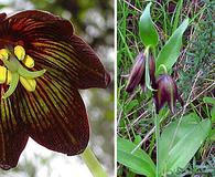 Fritillaria biflora