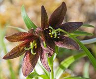 Fritillaria camschatcensis