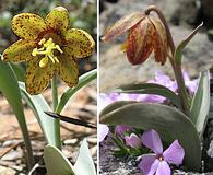 Fritillaria glauca