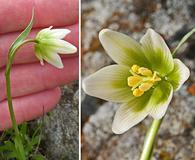 Fritillaria liliacea