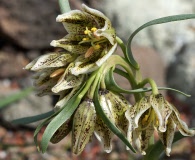 Fritillaria purdyi