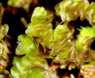 Frullania ericoides