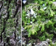 Frullania inflata