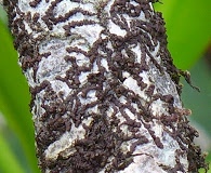 Frullania kunzei