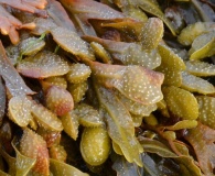 Fucus spiralis