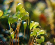 Funaria muhlenbergii