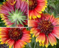 Gaillardia pulchella