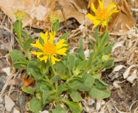 Gaillardia spathulata