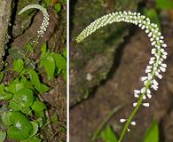 Galax urceolata