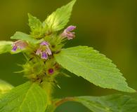 Galeopsis bifida