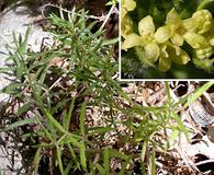 Galium ambiguum