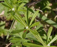 Galium aparine