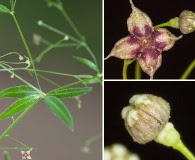 Galium arkansanum