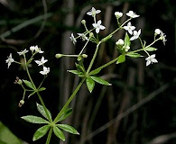 Galium asprellum