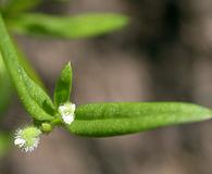 Galium bifolium