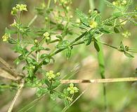 Galium californicum