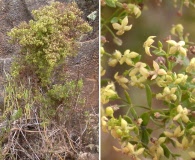 Galium catalinense