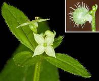 Galium circaezans