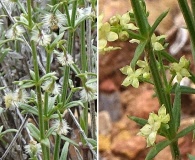 Galium coloradoense