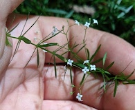 Galium concinnum