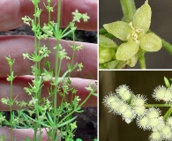 Galium fendleri