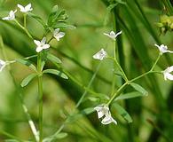 Galium labradoricum