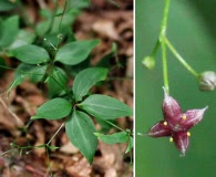 Galium latifolium