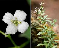 Galium mexicanum