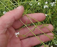 Galium palustre