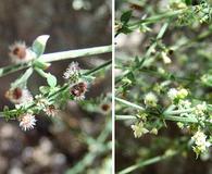 Galium parishii