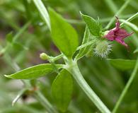 Galium wrightii