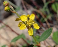 Galphimia angustifolia