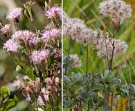 Garberia heterophylla