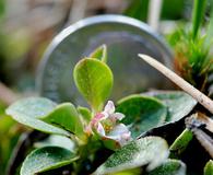 Gaultheria humifusa