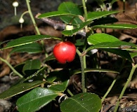 Gaultheria procumbens