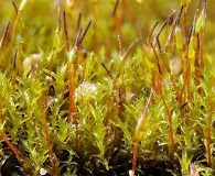 Geheebia tophacea