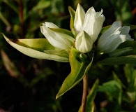 Gentiana alba